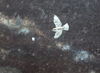 Grå flugsnappare-Skogsvitvinge
