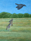 Korp-Hare