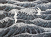 Silvertärnor